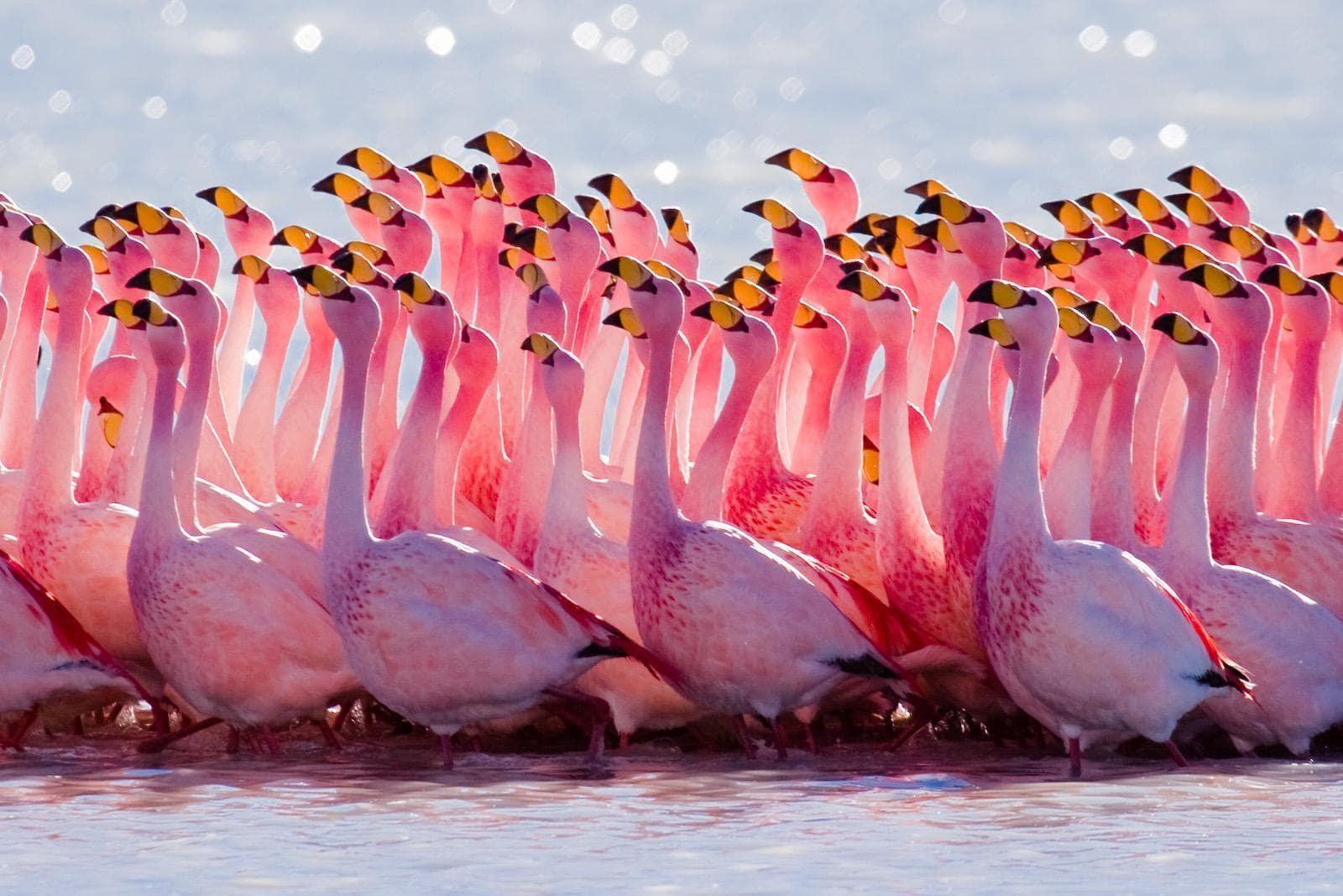 S-shaped neck, bright pink feathers ... Do you know which bird this is?