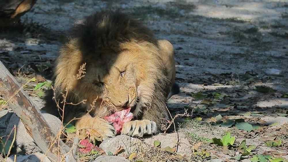 What lions most often like to eat