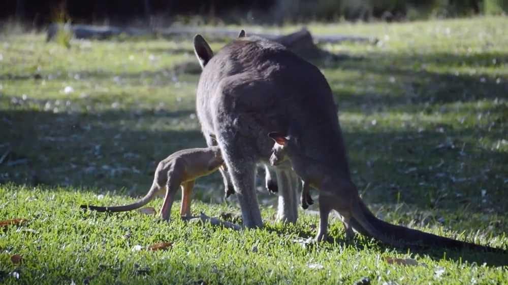 How long does Kangaroo offspring stay with family