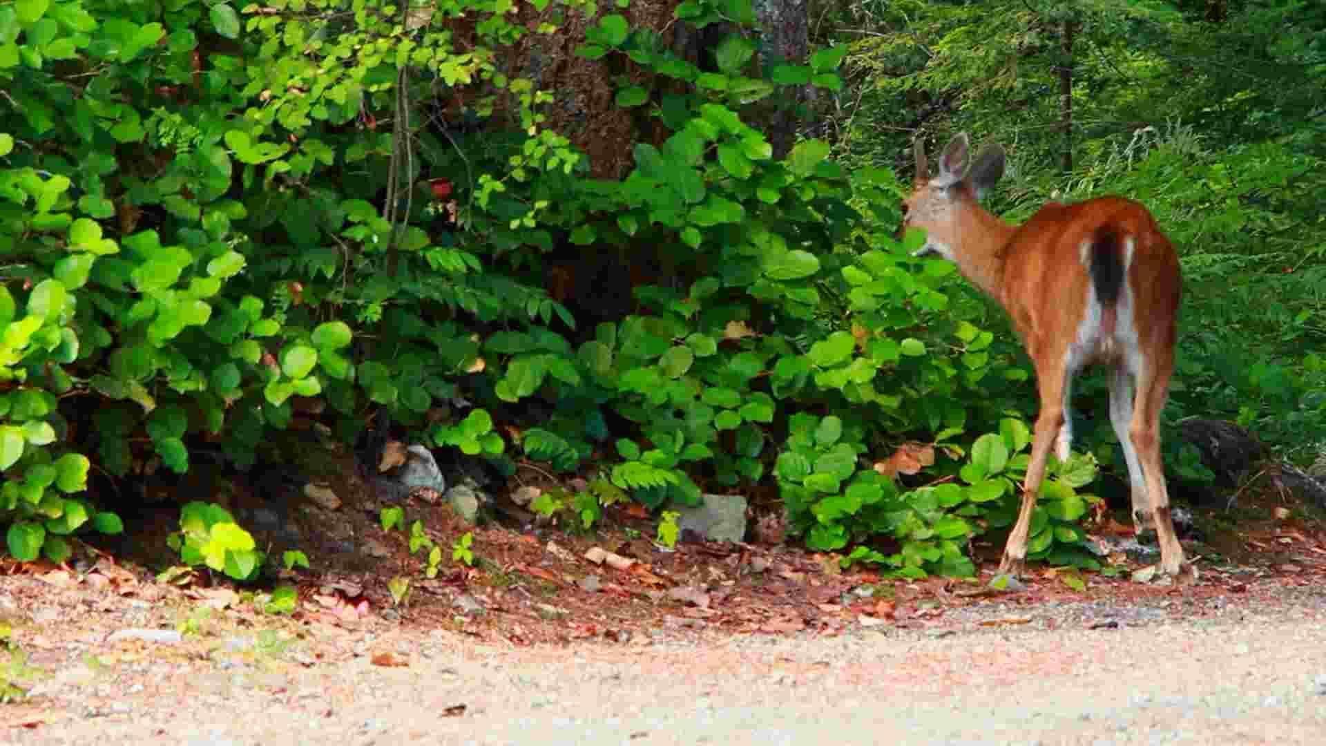 The natural environment of mammals