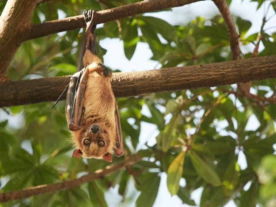 Although they can seem scary at times, bats are actually very interesting animals