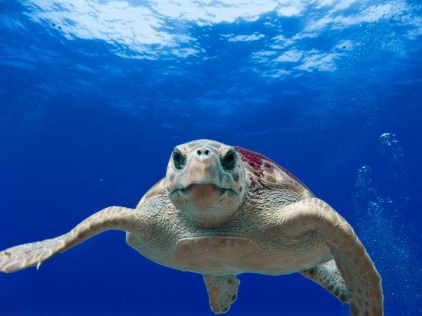 Turtles are one of the oldest groups of reptiles