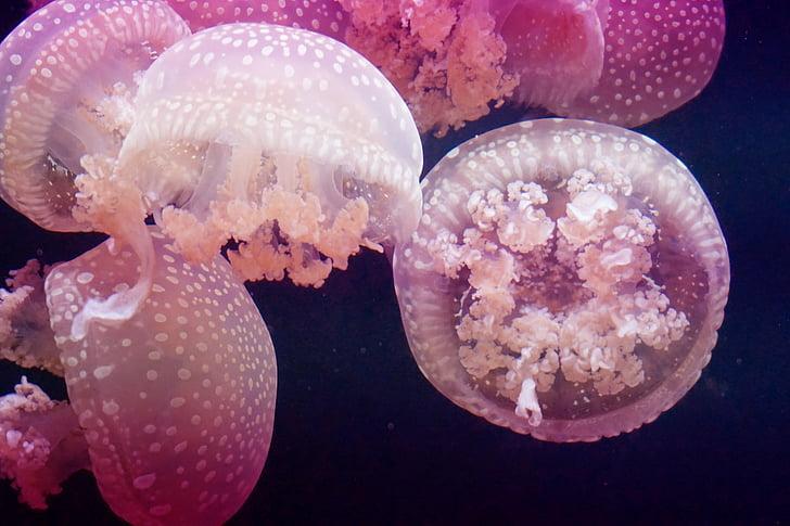 How jellyfish intoxicate prey