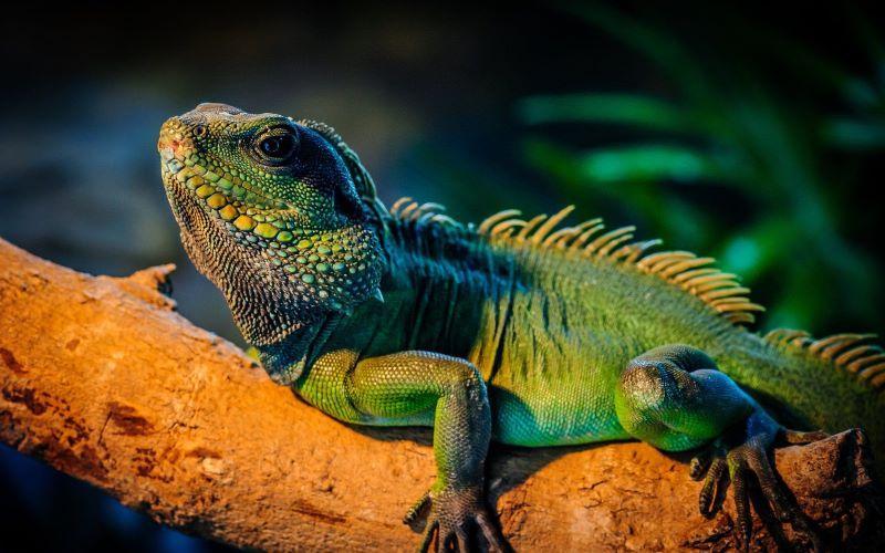 Meet Iguanas, lizards that live up to 20 years