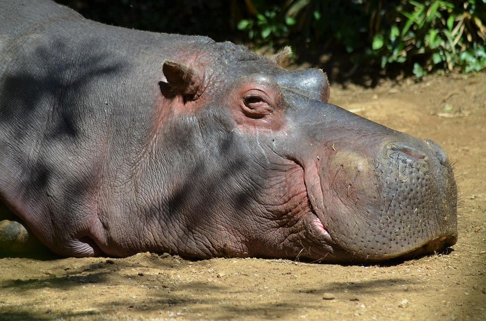 The hippopotamus spends most days in the water